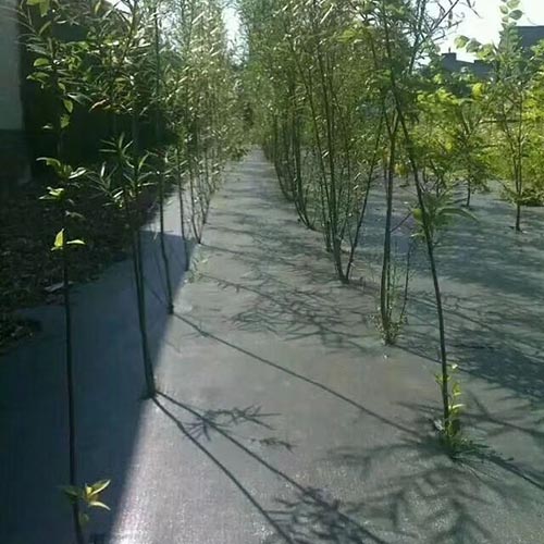 防草�?5